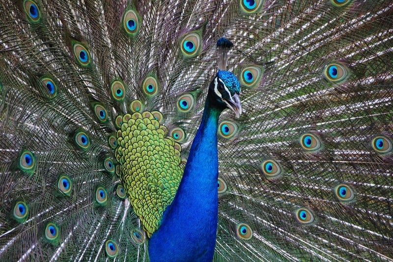 Exotic Additions