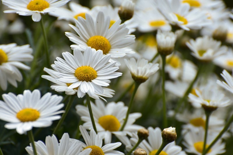 Floral Garnish